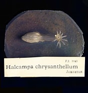 Afbeeldingsresultaten voor "halcampa Chrysanthellum". Grootte: 176 x 185. Bron: collection.canterburymuseum.com