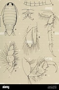 Afbeeldingsresultaten voor "cirolana Borealis". Grootte: 121 x 185. Bron: www.alamy.es