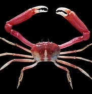 Image result for "carcinoplax Longipes". Size: 182 x 185. Source: www.crabdatabase.info