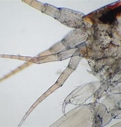 Afbeeldingsresultaten voor "stenothoe Monoculoides". Grootte: 176 x 185. Bron: www.aphotomarine.com