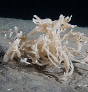 Afbeeldingsresultaten voor "halichondria Bowerbanki". Grootte: 176 x 185. Bron: www.seawater.no