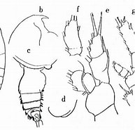 Afbeeldingsresultaten voor "pseudochirella Palliata". Grootte: 193 x 185. Bron: copepodes.obs-banyuls.fr