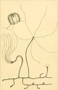 Image result for Trichydra pudica Rijk. Size: 120 x 185. Source: nemfrog.tumblr.com