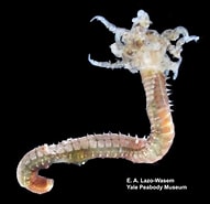 Image result for "Thysanopoda Microphthalma". Size: 191 x 185. Source: www.marinespecies.org