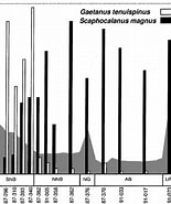 Image result for "scaphocalanus Magnus". Size: 155 x 185. Source: www.researchgate.net