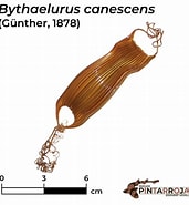 Afbeeldingsresultaten voor Bythaelurus canescens Verwante Zoekopdrachten. Grootte: 171 x 185. Bron: shark-references.com