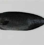Afbeeldingsresultaten voor "centrolophus Niger". Grootte: 182 x 185. Bron: adriaticnature.com