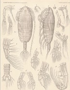 Afbeeldingsresultaten voor Euaugaptilus oblongus Orde. Grootte: 145 x 185. Bron: www.marinespecies.org