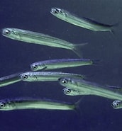 Image result for "engraulis Encrasicholus". Size: 172 x 185. Source: www.fishi-pedia.com