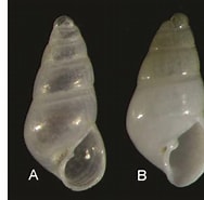 Image result for "odostomia Plicata". Size: 188 x 185. Source: www.researchgate.net