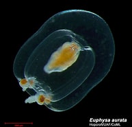Afbeeldingsresultaten voor Euphysa aurata. Grootte: 193 x 185. Bron: www.arcodiv.org