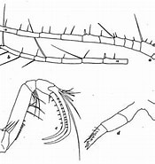 Afbeeldingsresultaten voor Cornucalanus robustus Stam. Grootte: 175 x 185. Bron: copepodes.obs-banyuls.fr