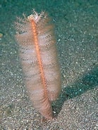 Image result for Virgulariidae. Size: 139 x 185. Source: www.jungledragon.com
