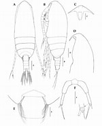 Afbeeldingsresultaten voor "paracalanus Aculeatus". Grootte: 150 x 185. Bron: www.researchgate.net