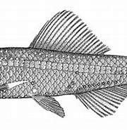 Image result for "notoscopelus Resplendens". Size: 180 x 123. Source: azoresbioportal.uac.pt