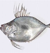 Image result for Zenopsis. Size: 176 x 185. Source: fishesofaustralia.net.au