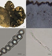 Afbeeldingsresultaten voor "leptoderma Sp.". Grootte: 174 x 185. Bron: www.researchgate.net