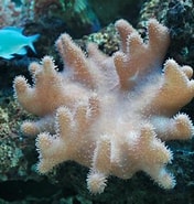 Afbeeldingsresultaten voor Sarcophyton Coral. Grootte: 176 x 185. Bron: www.dreamstime.com