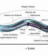 Afbeeldingsresultaten voor Lutamator elegans Onderklasse. Grootte: 161 x 185. Bron: bcs.mit.edu