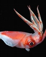 Image result for Octopoteuthidae. Size: 150 x 150. Source: www.fruits-de-mer.wikibis.com