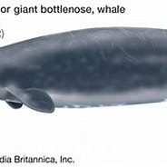 Afbeeldingsresultaten voor Southern Bottlenose Whale Facts. Grootte: 184 x 126. Bron: www.britannica.com