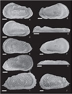Krithidae に対する画像結果.サイズ: 143 x 185。ソース: bioone.org