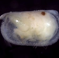 Image result for "conchoecia Hyalophyllum". Size: 188 x 185. Source: www.marinespecies.org