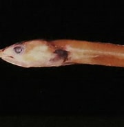 Image result for "pseudophichthys Splendens". Size: 180 x 184. Source: www.flickr.com