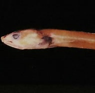 Afbeeldingsresultaten voor Pseudophichthys splendens Habitat. Grootte: 190 x 184. Bron: www.flickr.com