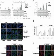 Image result for ED-CPN60. Size: 177 x 185. Source: www.researchgate.net