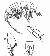 Image result for Ampelisca pugetica. Size: 166 x 185. Source: www.researchgate.net