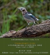 台灣鳥類網路圖鑑 的圖片結果. 大小：170 x 185。資料來源：today.to