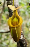 Image result for Eucranta villosa. Size: 120 x 185. Source: www.fierceflora.com