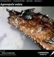 Afbeeldingsresultaten voor Agonidae. Grootte: 176 x 185. Bron: www.st.nmfs.noaa.gov