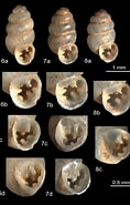 Afbeeldingsresultaten voor Protubulanus theeli geslacht. Grootte: 118 x 185. Bron: zookeys.pensoft.net