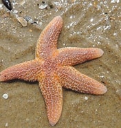 Image result for Asterische zeester. Size: 176 x 185. Source: www.rootsmagazine.nl