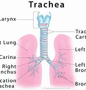 Image result for Caecum Trachea Facts. Size: 176 x 185. Source: www.mindomo.com
