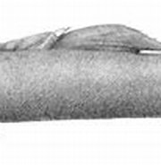 Afbeeldingsresultaten voor Spitssnuitsnavelhaai klasse. Grootte: 180 x 77. Bron: www.mijnwoordenboek.nl