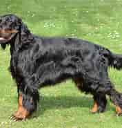 Image result for Gordon Setter Irish Setter. Size: 177 x 185. Source: www.thesprucepets.com