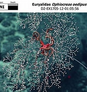 Afbeeldingsresultaten voor Rhopalomenia Superorder. Grootte: 176 x 185. Bron: www.ncei.noaa.gov