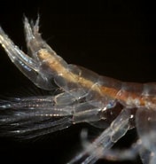 Image result for "microdeutopus Gryllotalpa". Size: 176 x 185. Source: www.aphotomarine.com