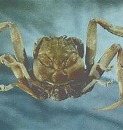 Image result for "heikea Japonica". Size: 176 x 185. Source: tcatmon.com