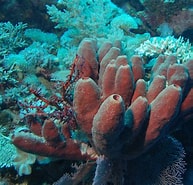 Afbeeldingsresultaten voor Porifera Wikipedia. Grootte: 193 x 185. Bron: es.wikipedia.org