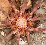 Image result for Eucidaris tribuloides Stam. Size: 190 x 185. Source: www.fishncorals.com