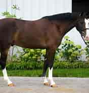 Image result for Christian County, Kentucky Belgian Warmblood. Size: 176 x 185. Source: www.pinterest.com