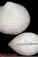 Image result for Diplodonta patagonica. Size: 125 x 150. Source: www.conchasbrasil.org.br