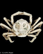 Image result for Ebalidae. Size: 148 x 185. Source: www.crustaceology.com