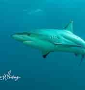Large Blacktip Shark 的图像结果.大小：176 x 185。 资料来源：www.charleswhitingphotography.com