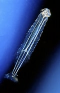 "eukrohnia Bathyantarctica"-साठीचा प्रतिमा निकाल. आकार: 120 x 185. स्रोत: www.pinterest.com