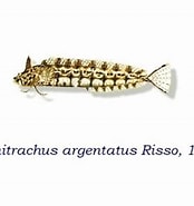 Afbeeldingsresultaten voor "clinitrachus Argentatus". Grootte: 174 x 185. Bron: antropocene.it